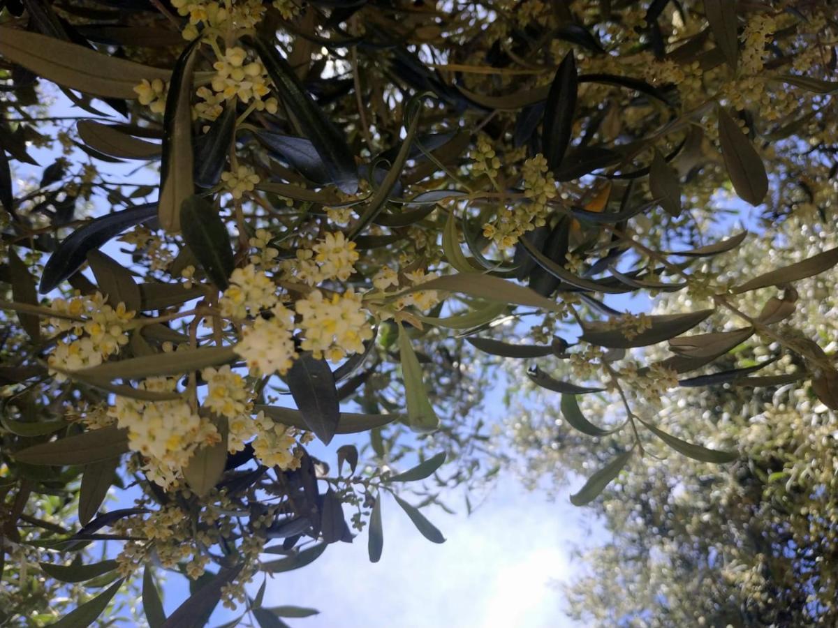 Vacanza In Ogliastra Tertenìa Exterior foto