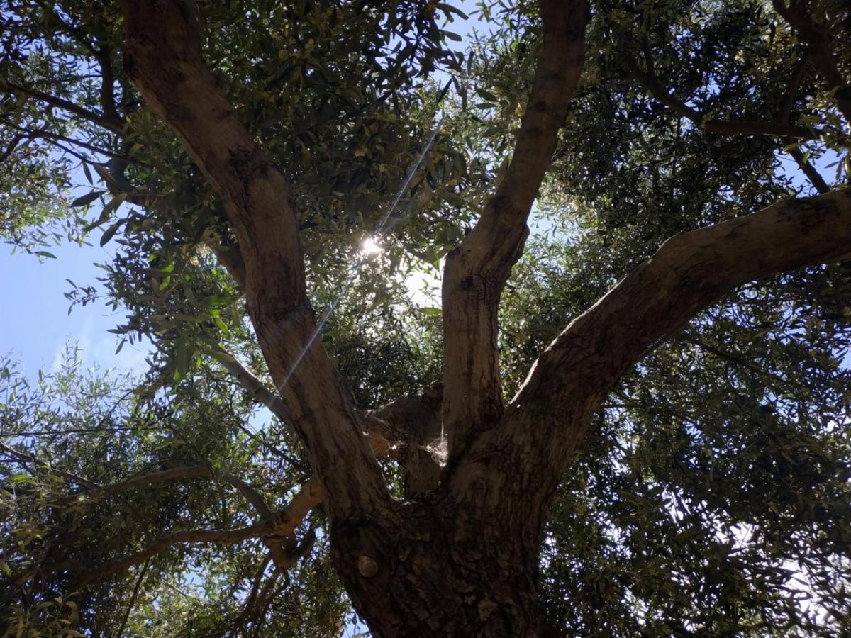 Vacanza In Ogliastra Tertenìa Exterior foto