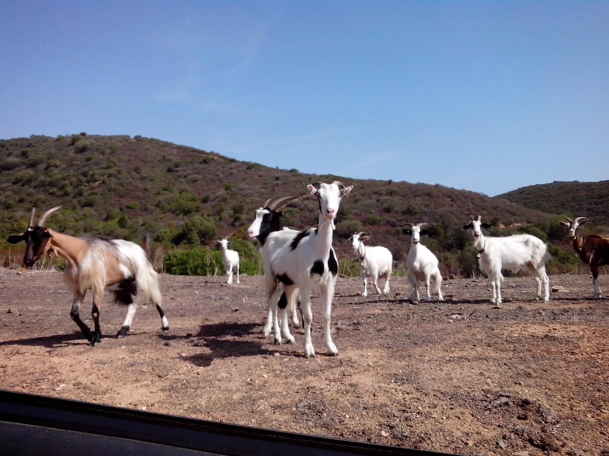 Vacanza In Ogliastra Tertenìa Exterior foto
